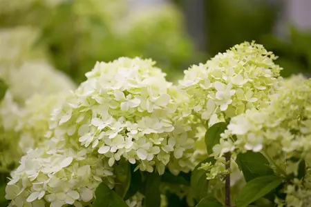 Hydrangea pan. 'Limelight' - SOLITAIR 125-150 CM C20 - image 2