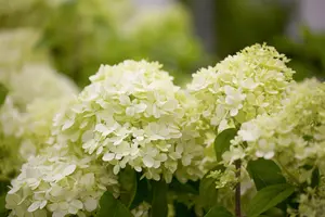 Hydrangea pan. 'Limelight' - 125-150 CM C35 - image 2