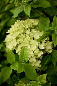 Hydrangea pan. 'Little Lime'? - 7.5 Ltr pot - image 3
