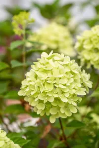 Hydrangea pan. 'Little Lime'? - 1.5 Ltr pot - image 4