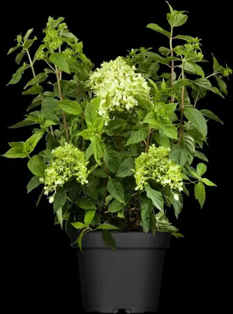 Hydrangea pan. 'Little Lime'? - 7.5 Ltr pot - image 1