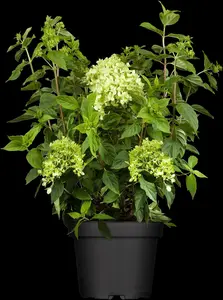 Hydrangea pan. 'Little Lime'? - 10 Ltr pot - image 5