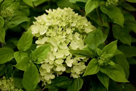 Hydrangea pan. 'Little Lime'? - 7.5 Ltr pot - image 2
