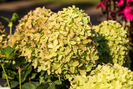 Hydrangea pan. 'Little Lime'? - 7.5 Ltr pot - image 4