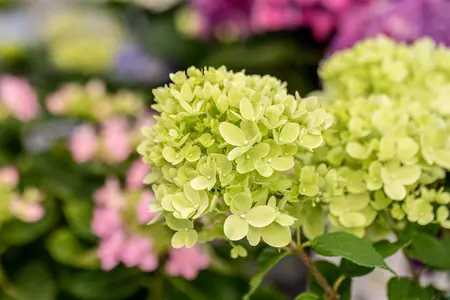 Hydrangea pan. 'Little Lime'? - 2 Ltr pot - image 5