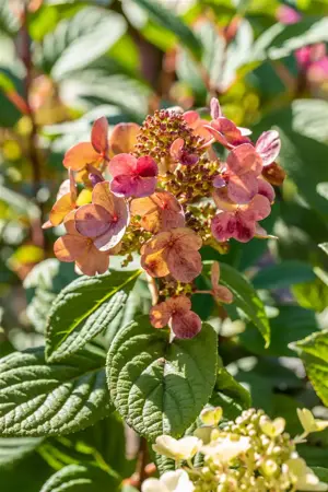 Hydrangea pan. 'Little Quick Fire'? - 60-70 CM C10 - image 2