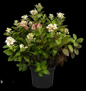 Hydrangea pan. 'Little Quick Fire'? - 60-70 CM C10 - image 4