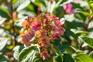 Hydrangea pan. 'Little Quick Fire'? - 60-70 CM C10 - image 3