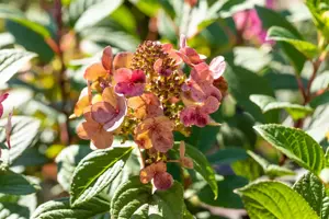 Hydrangea pan. 'Little Quick Fire'? - 60-70 CM C10 - image 5