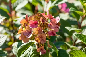 Hydrangea pan. 'Little Quick Fire'? - 5 Ltr pot - image 3