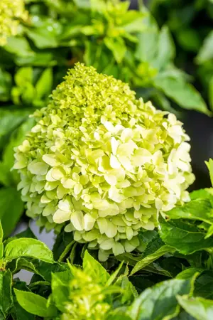 Hydrangea pan. 'Little Spooky' - 5 Ltr pot - image 2