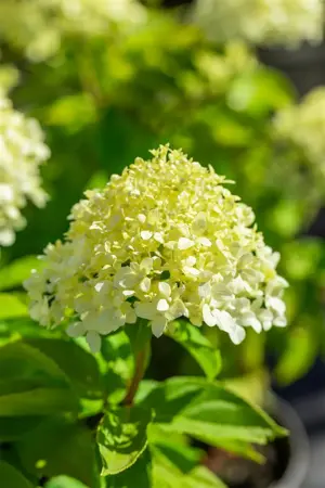 Hydrangea pan. 'Little Spooky' - 5 Ltr pot - image 4