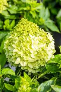 Hydrangea pan. 'Little Spooky' - 5-8 BR. - image 2