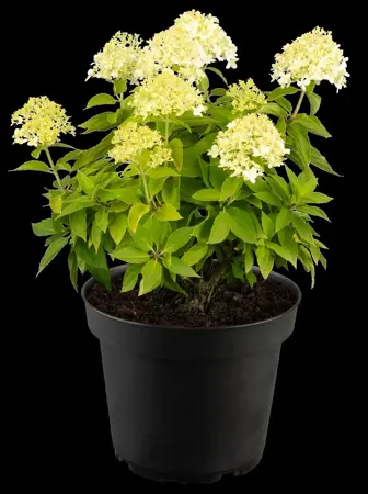 Hydrangea pan. 'Little Spooky' - 5 Ltr pot - image 5