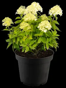 Hydrangea pan. 'Little Spooky' - 5 Ltr pot - image 5