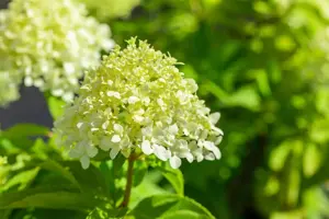 Hydrangea pan. 'Little Spooky' - 5 Ltr pot - image 3