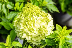 Hydrangea pan. 'Little Spooky'
