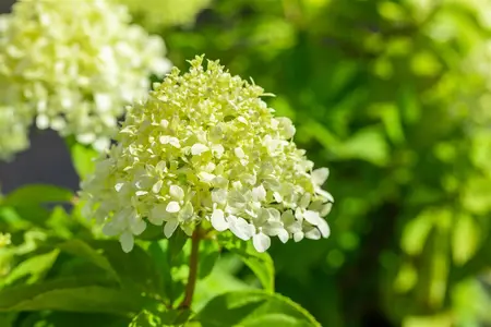 Hydrangea pan. 'Little Spooky' - 25-30 CM C3 - image 3
