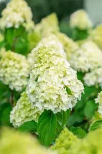 Hydrangea pan. 'Living Pink & Rose'?