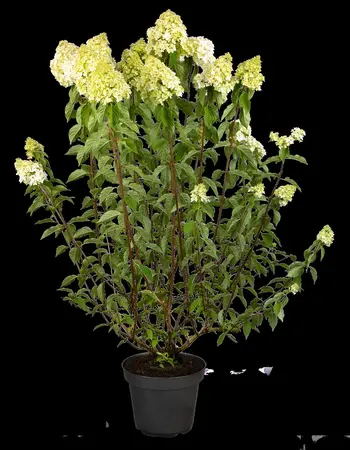 Hydrangea pan. 'Living Pink & Rose'? - 3 Ltr pot - image 4