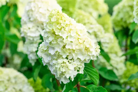 Hydrangea pan. 'Living Pink & Rose'? - 3 Ltr pot - image 2