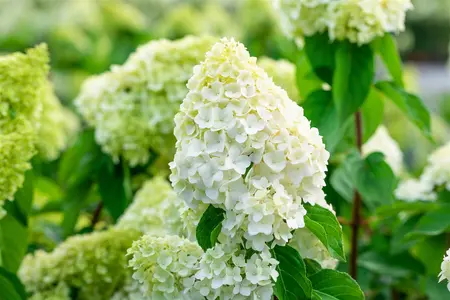 Hydrangea pan. 'Living Pink & Rose'? - 3 Ltr pot - image 3