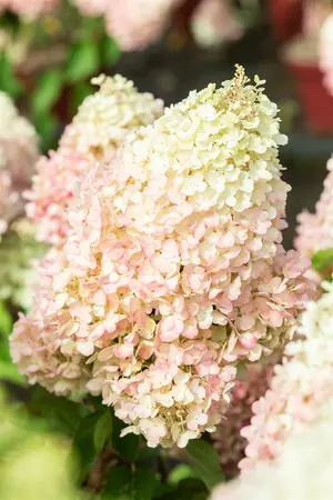 Hydrangea pan. 'Living Pinky Promise'? - 5 Ltr pot - image 4