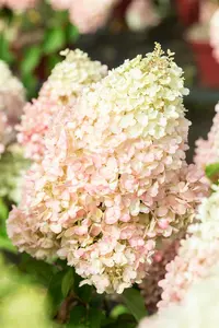 Hydrangea pan. 'Living Pinky Promise'? - 5 Ltr pot - image 4