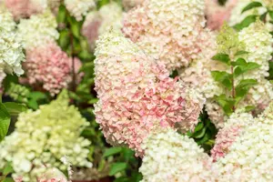 Hydrangea pan. 'Living Pinky Promise'? - 5 Ltr pot - image 3