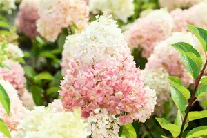 Hydrangea pan. 'Living Pinky Promise'? - 30-40 CM C3 - image 1