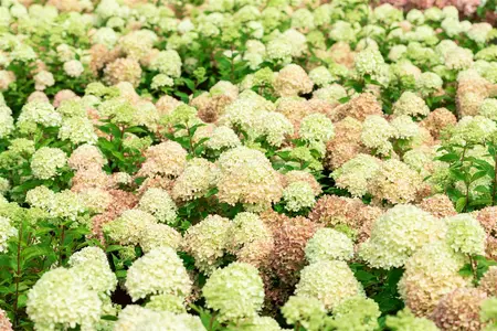 Hydrangea pan. 'Living Pinky Promise'? - 30-40 CM C3 - image 4