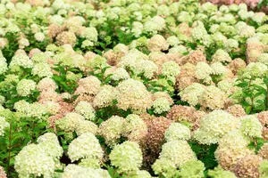 Hydrangea pan. 'Living Pinky Promise'? - 30-40 CM C3 - image 4