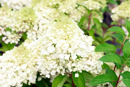 Hydrangea pan. 'Living Pinky Promise'? - 30-40 CM C3 - image 5