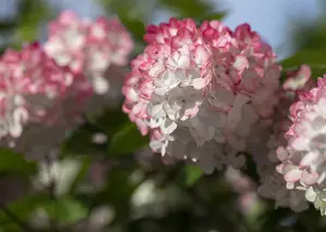Hydrangea pan. 'Living Pinky Promise'?