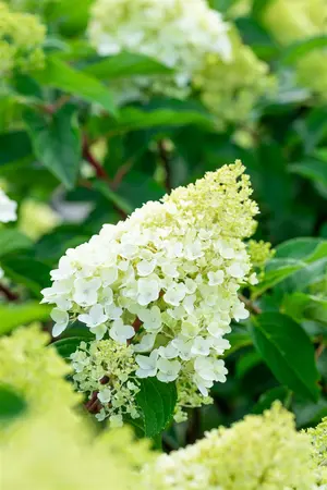 Hydrangea pan. 'Living Sugar Rush'? - 5 Ltr pot - image 4