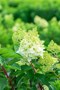 Hydrangea pan. 'Living Sugar Rush'? - 5 Ltr pot - image 5