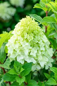 Hydrangea pan. 'Living Sugar Rush'?