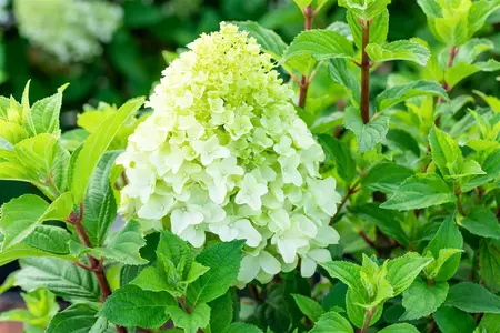 Hydrangea pan. 'Living Sugar Rush'? - 5 Ltr pot - image 2