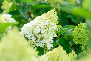 Hydrangea pan. 'Living Sugar Rush'? - 5 Ltr pot - image 3