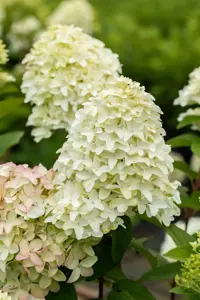 Hydrangea pan. 'Magical Candle' - 7.5 Ltr pot - image 2