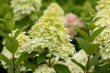 Hydrangea pan. 'Magical Candle' - 7.5 Ltr pot - image 2