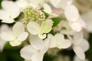 Hydrangea pan. 'Magical Fire'