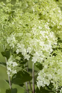 Hydrangea pan. 'Magical Kilimanjaro' - 40-50 CM C3 - image 3
