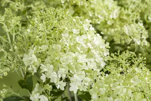 Hydrangea pan. 'Magical Kilimanjaro' - 40-50 CM C3 - image 2