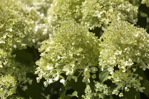 Hydrangea pan. 'Magical Kilimanjaro' - 40-50 CM C3 - image 4