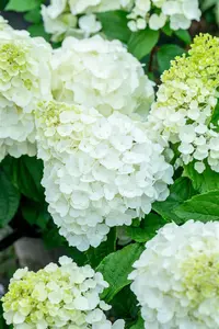 Hydrangea pan. 'Magical Mont Blanc' - 2 Ltr pot - image 3