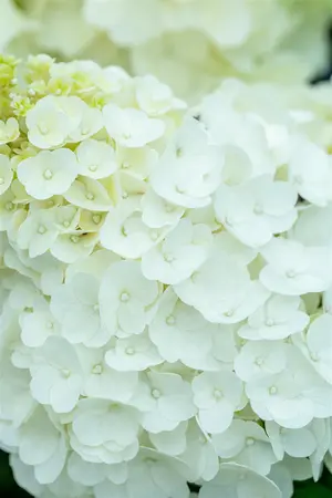 Hydrangea pan. 'Magical Mont Blanc' - 2 Ltr pot - image 5