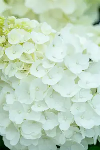 Hydrangea pan. 'Magical Mont Blanc' - 2 Ltr pot - image 5
