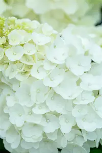 Hydrangea pan. 'Magical Mont Blanc' - 50-60 CM C7.5 - image 5