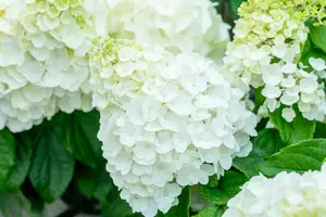 Hydrangea pan. 'Magical Mont Blanc' - 2 Ltr pot - image 2